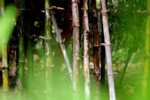 Bambu Çit Montajı Nasıl Yapılır?