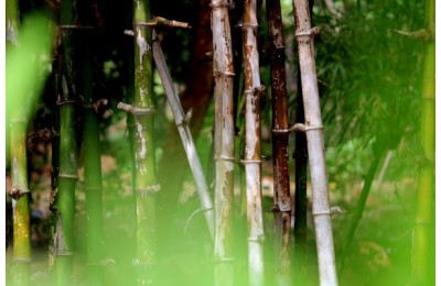 Bambu Çit Montajı Nasıl Yapılır?