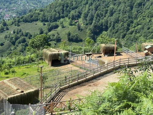 Çay bahçeleri arasında doğal ot çatılı hayvan barınakları